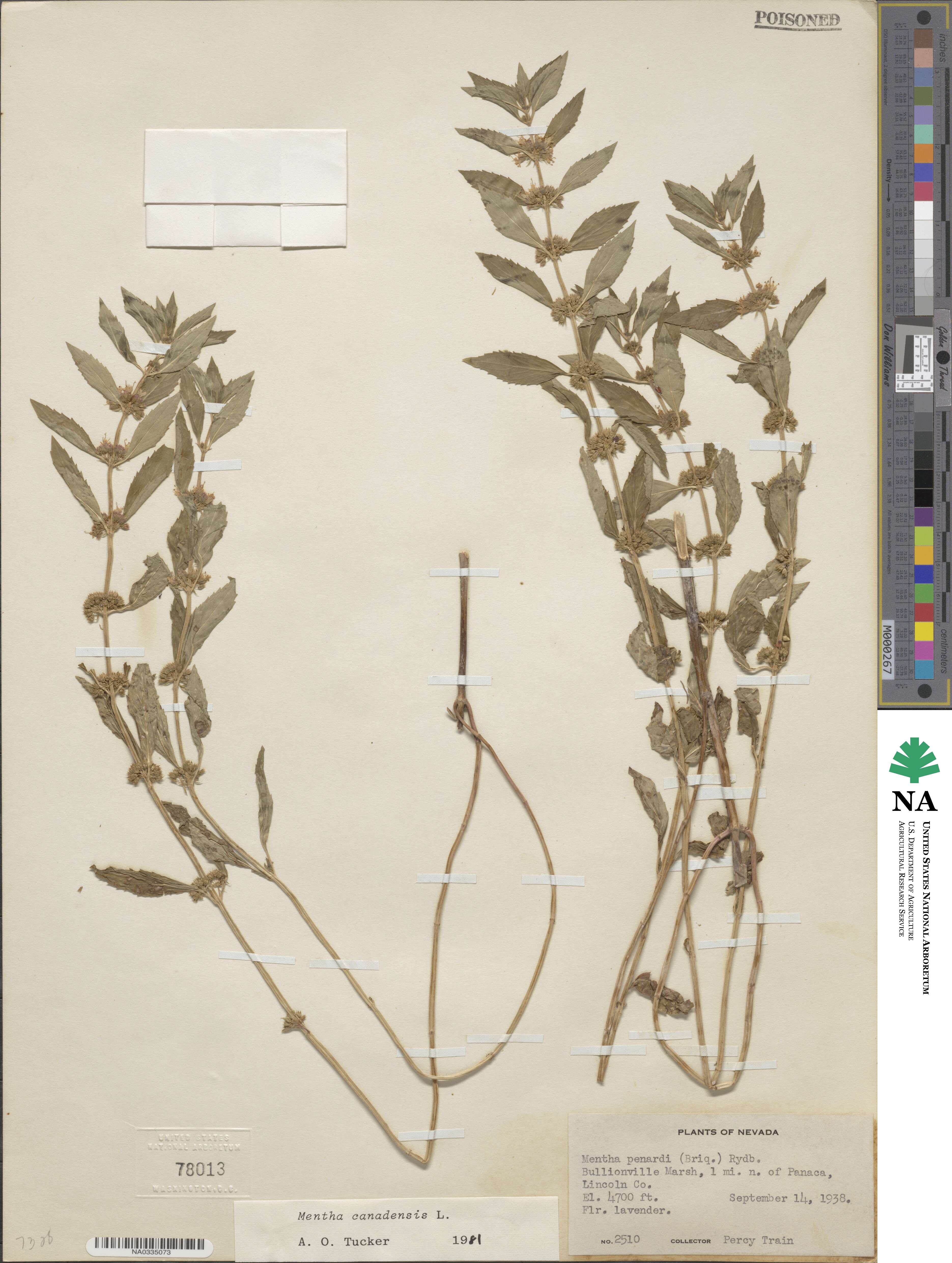 Mentha canadensis image