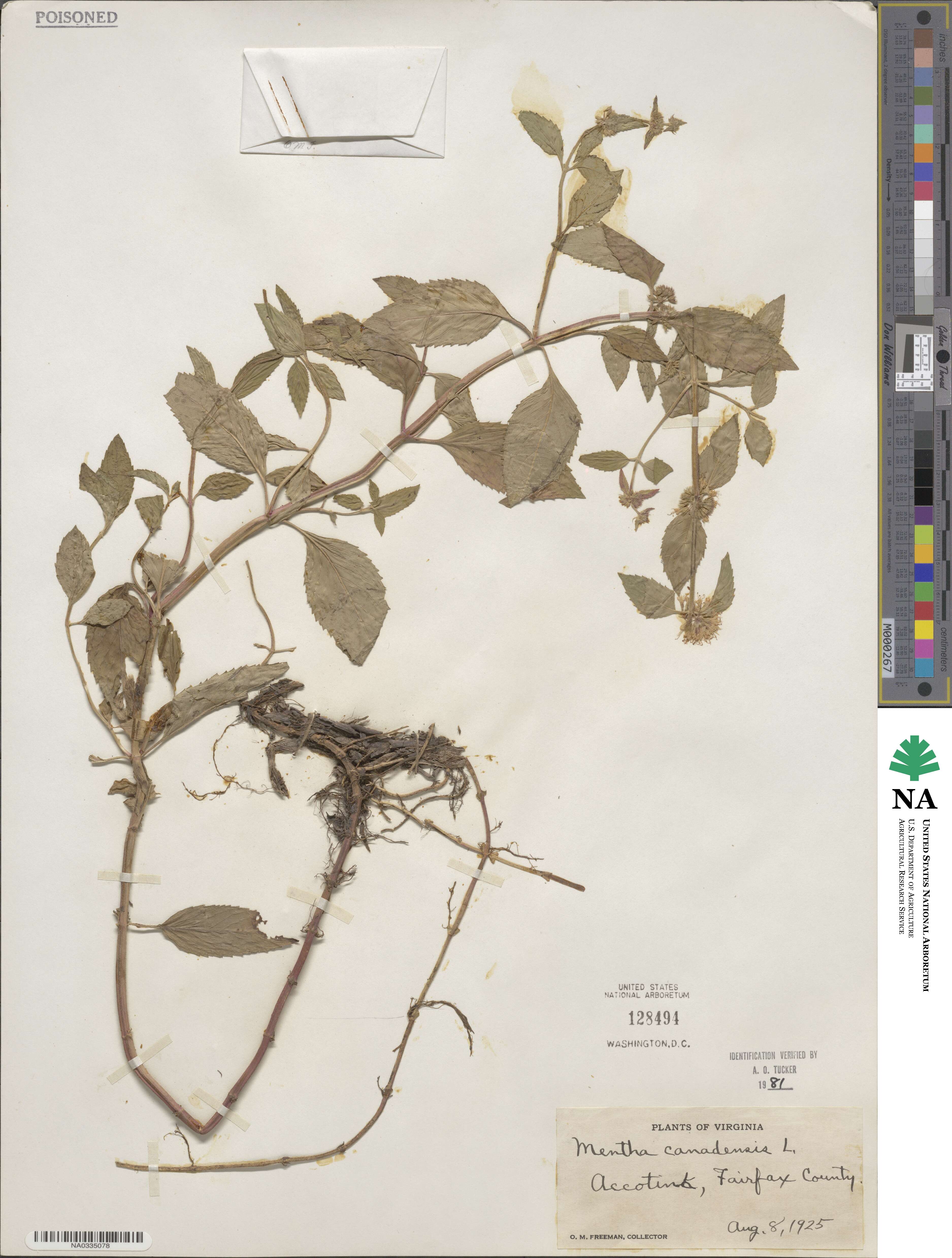 Mentha canadensis image