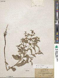 Mentha canadensis image