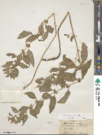 Mentha canadensis image