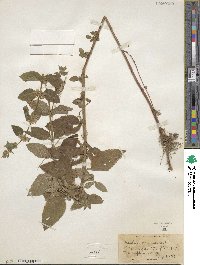 Mentha canadensis image