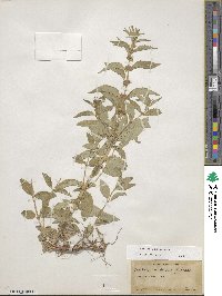 Mentha canadensis image