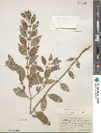 Mentha canadensis image