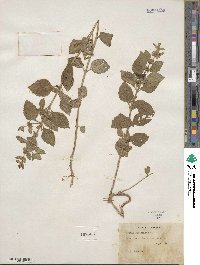 Mentha canadensis image