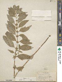 Mentha canadensis image