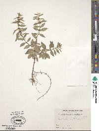 Mentha arvensis image