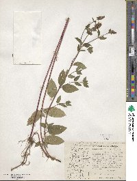 Mentha × piperita image