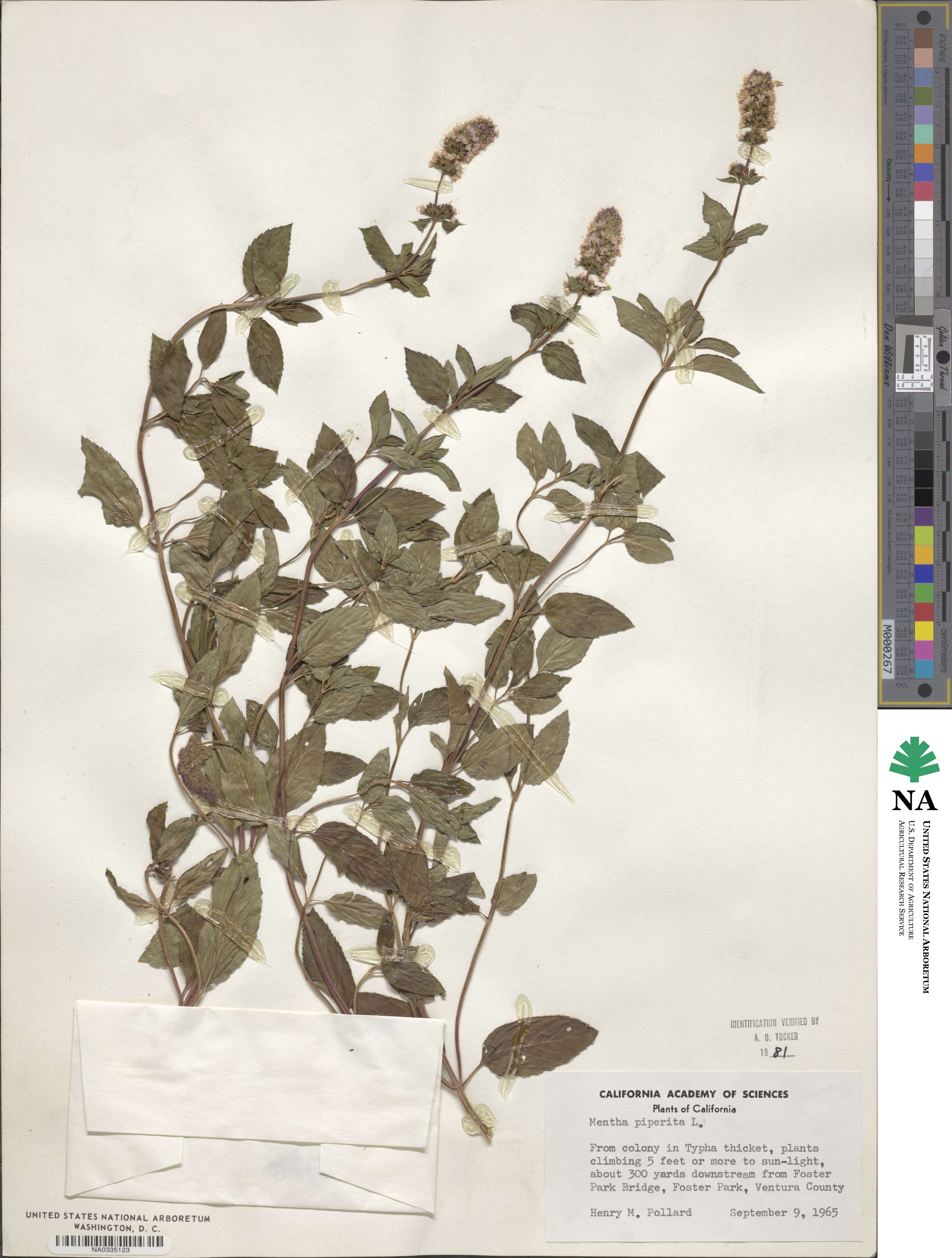 Mentha × piperita image