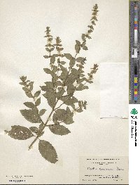 Image of Mentha cardiaca