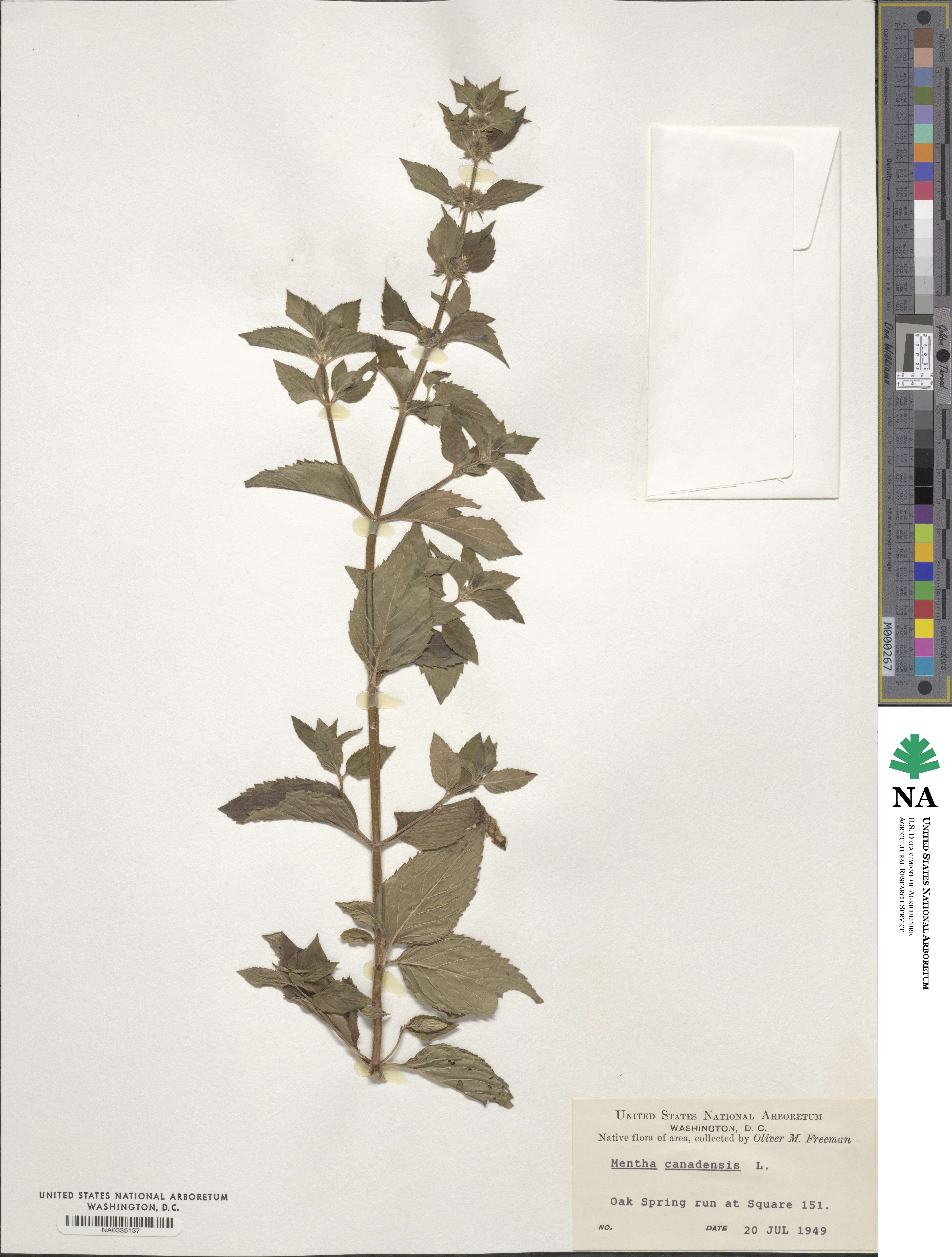 Mentha canadensis image