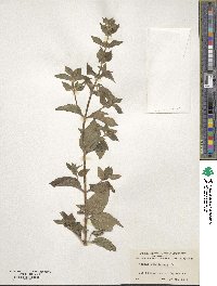 Mentha canadensis image