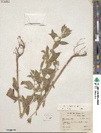 Mentha canadensis image