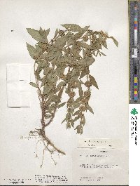 Mentha canadensis image