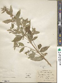 Mentha canadensis image