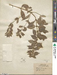 Mentha canadensis image