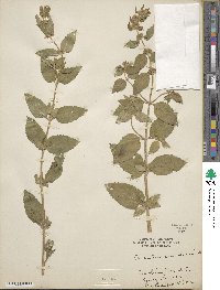 Mentha canadensis image