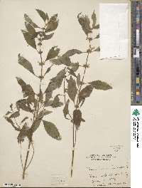 Mentha canadensis image