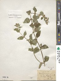 Mentha canadensis image