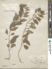 Mentha canadensis image