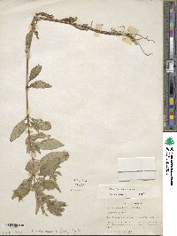 Mentha canadensis image