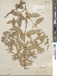 Mentha canadensis image