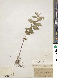 Mentha canadensis image