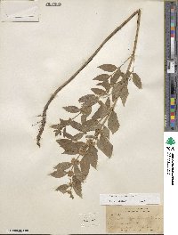 Mentha canadensis image