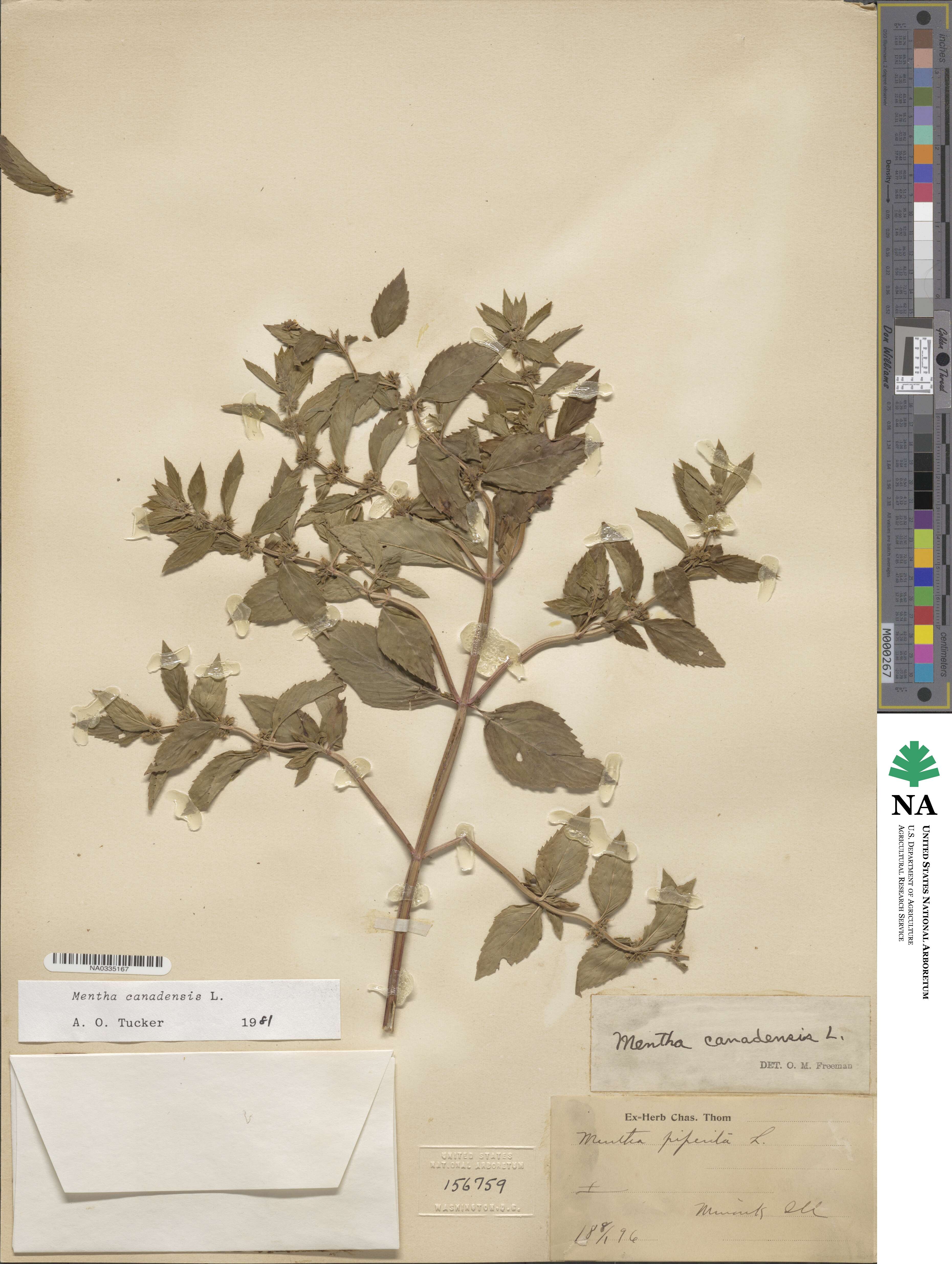 Mentha canadensis image