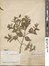 Mentha canadensis image