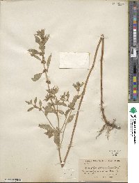 Mentha canadensis image