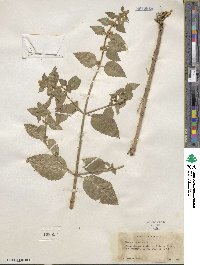 Mentha canadensis image