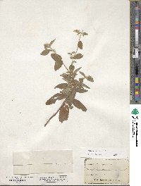 Mentha spicata image