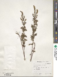 Mentha spicata image