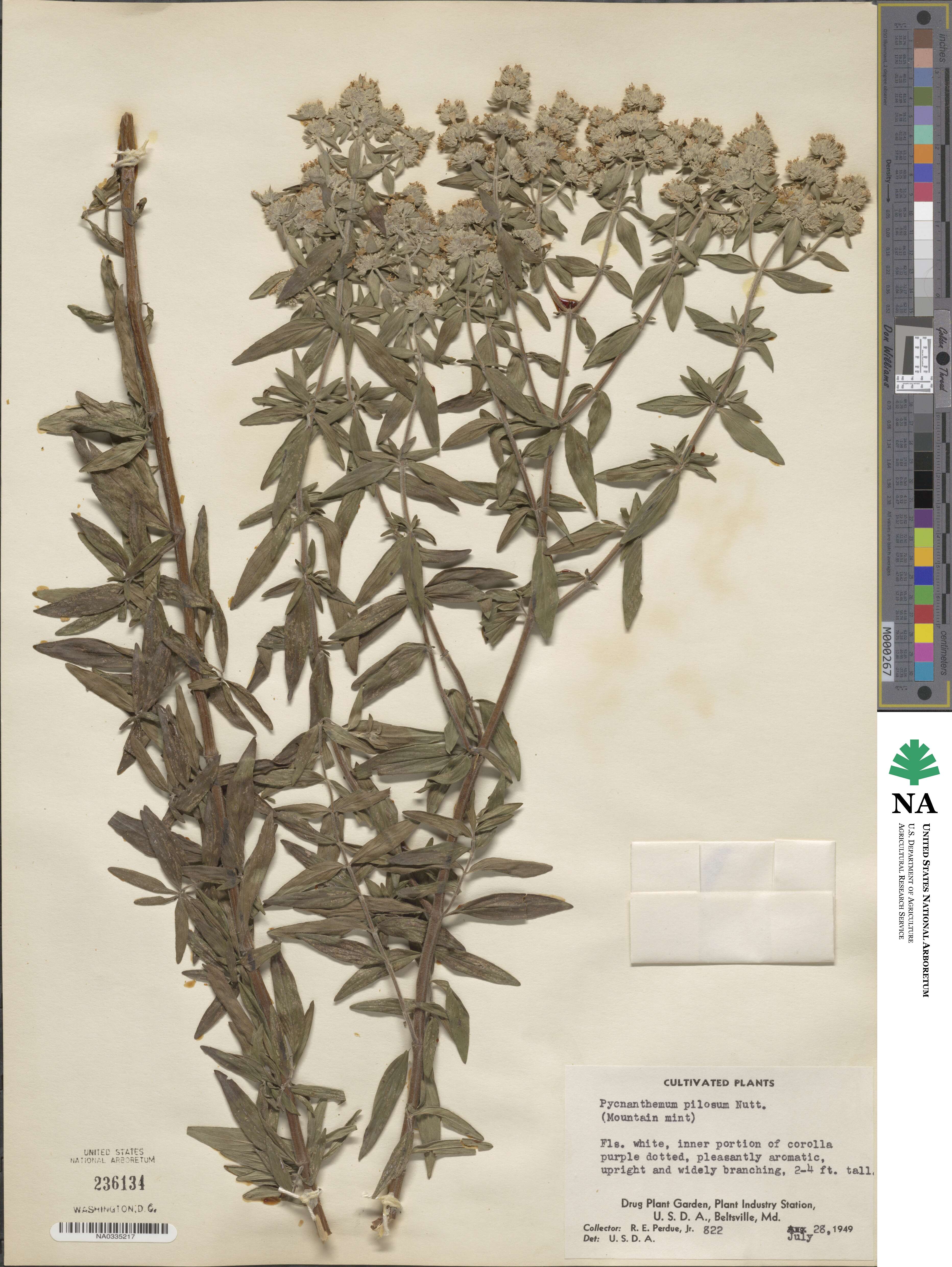 Pycnanthemum verticillatum image