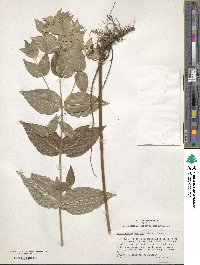 Pycnanthemum muticum image