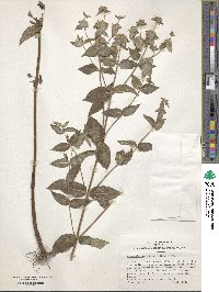 Pycnanthemum muticum image