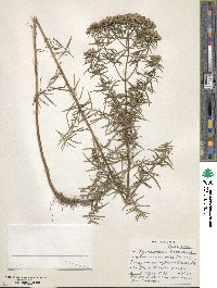 Pycnanthemum flexuosum image