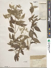 Pycnanthemum albescens image