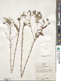 Pycnanthemum verticillatum image