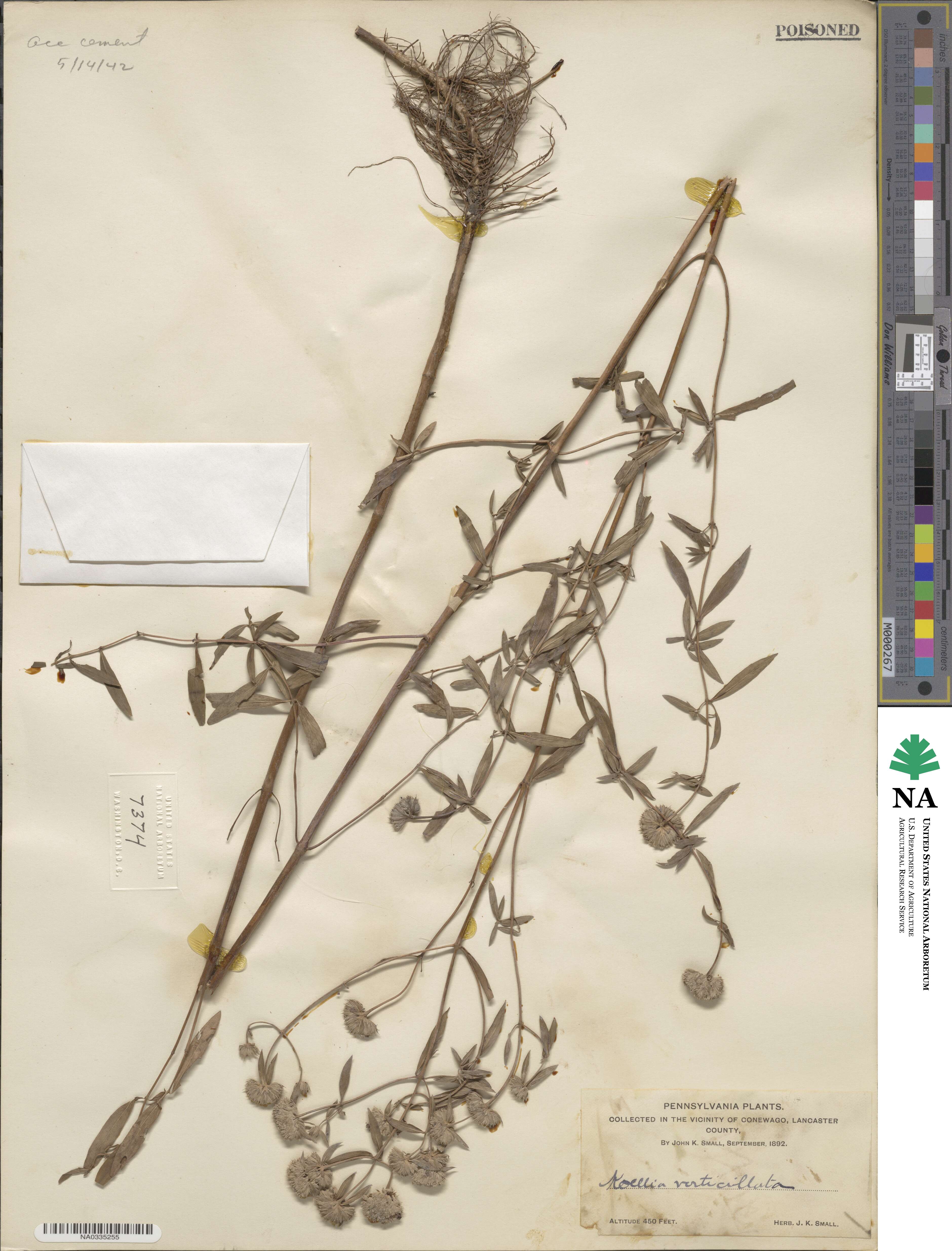 Pycnanthemum verticillatum image