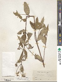 Pycnanthemum verticillatum var. verticillatum image