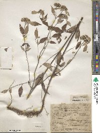 Pycnanthemum pycnanthemoides image