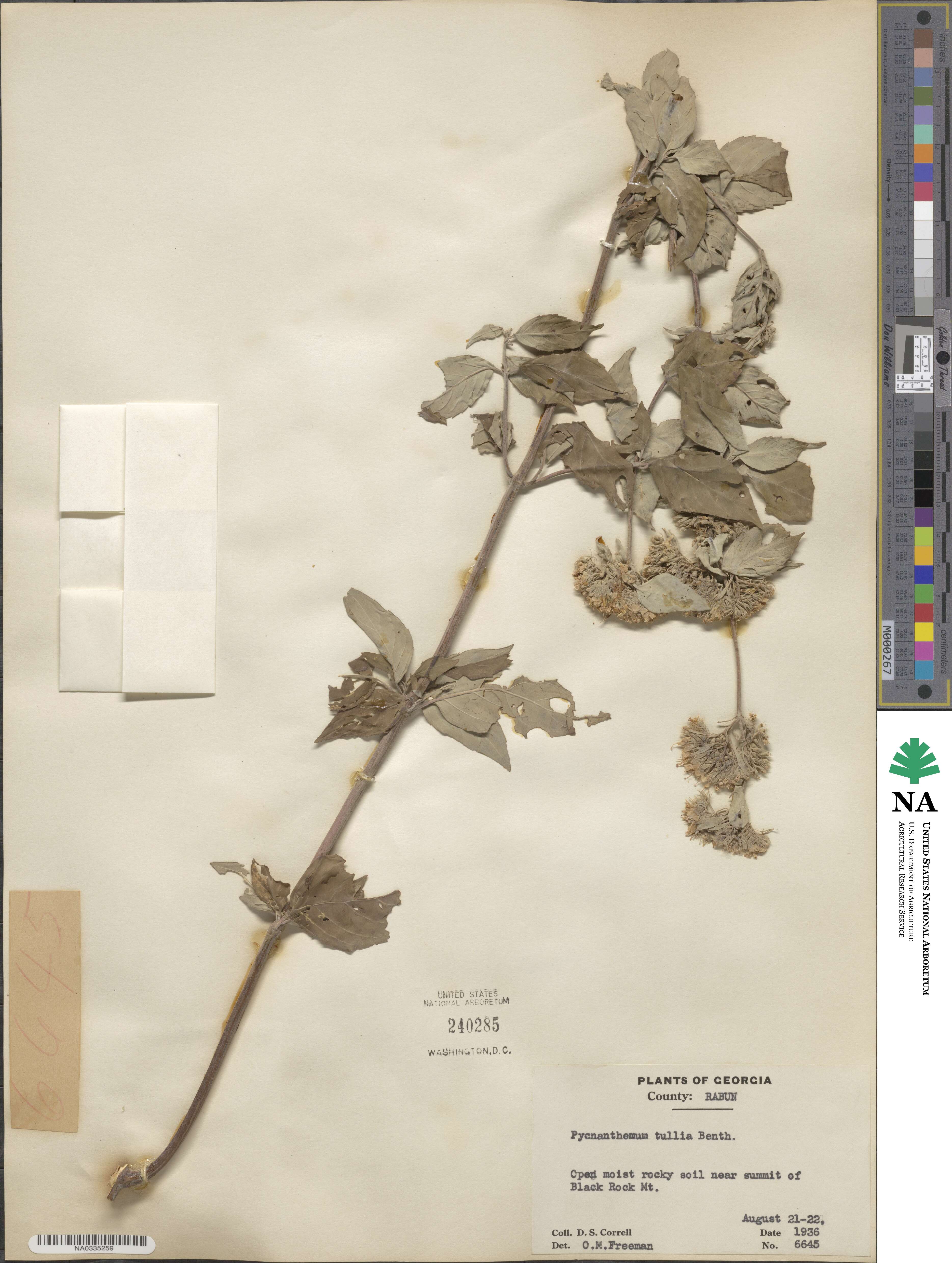 Pycnanthemum pycnanthemoides image