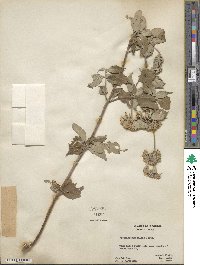 Pycnanthemum pycnanthemoides image