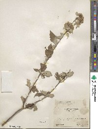 Pycnanthemum pycnanthemoides image