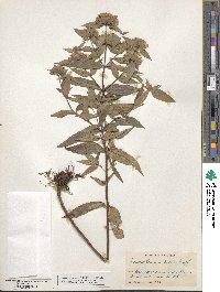 Pycnanthemum pycnanthemoides image