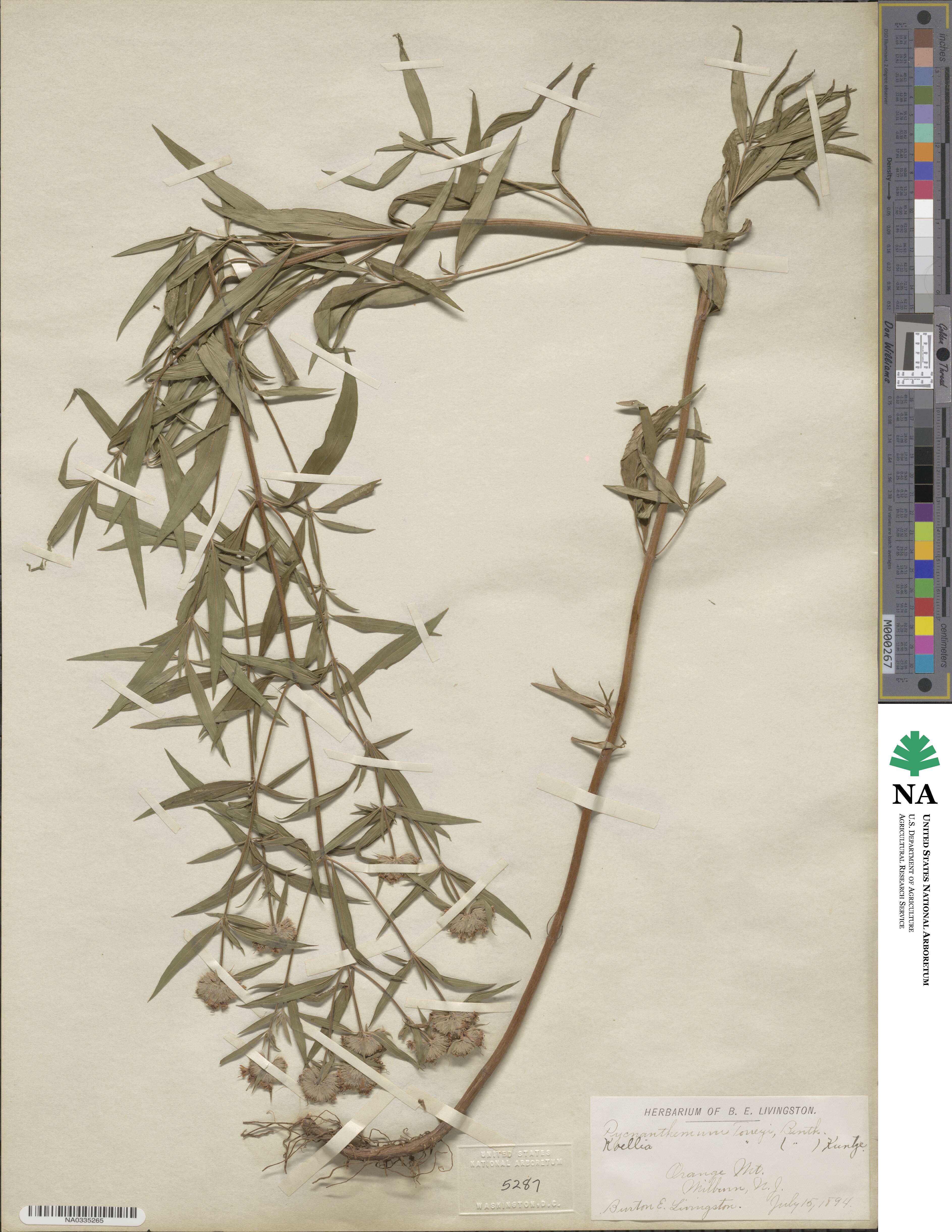 Pycnanthemum torreyi image