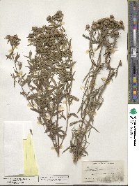 Pycnanthemum torreyi image