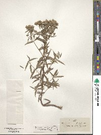 Pycnanthemum torreyi image