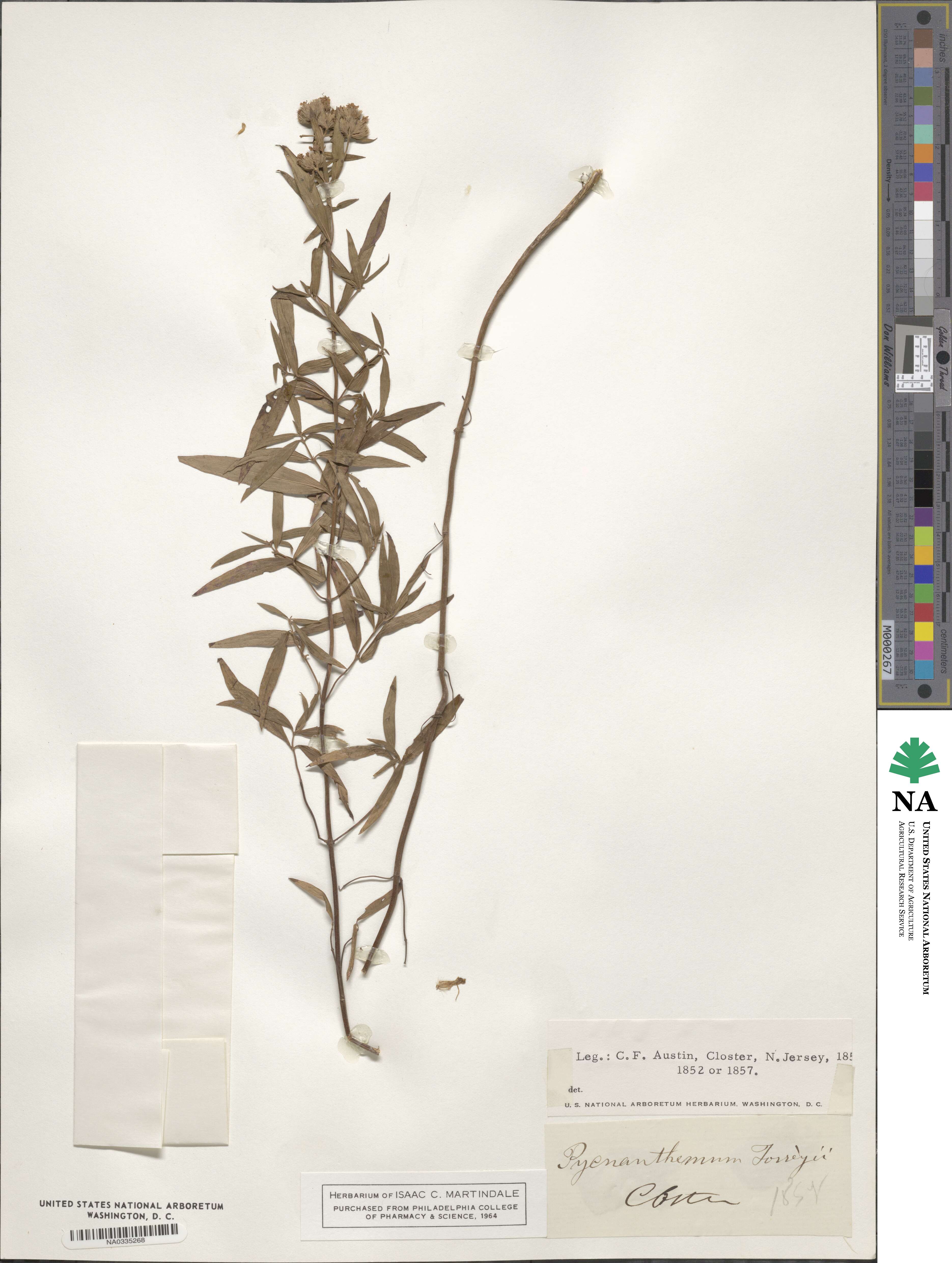 Pycnanthemum torreyi image
